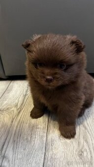 Německý pomerian/spic