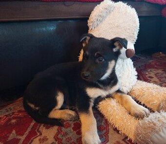 Štěňátko Německý ovčák