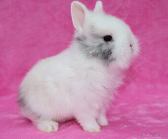 Zakrslý krátkouchý králíček lvíček. Sameček