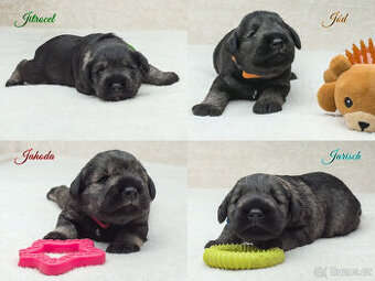 Štěňata - malý knírač - pepř a sůl - PP