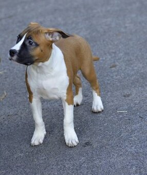 Americký stafordšírský teriér PP fena