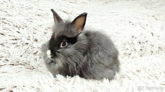 Zakrslý králík, králíček, králík - HOLLY