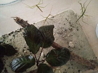 Strašilky - Pakobylky