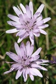 Hadí mord nachový-Scorzonera purpurea 40 semen 50Kč