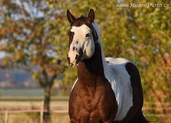 Ranch Rijena nabízí připouštění APH plemeníkem