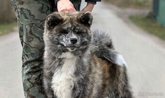 Akita Inu s průkazem původu (PP) - odběr možný ihned