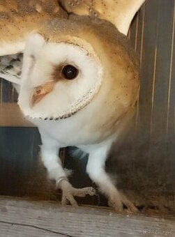 Sova pálená (Tyto alba) světlá forma, imprint
