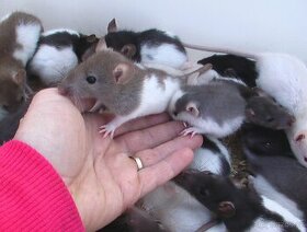 Mražení potkani