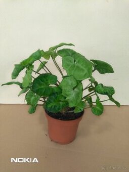 Singonium Pixii.