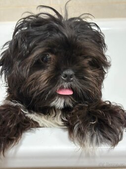 Štěňata Shih Tzu