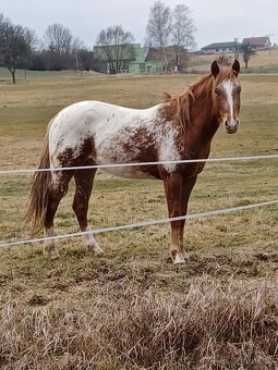 Appaloosa hřebec/valach 3l