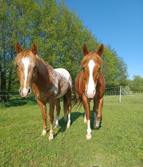 Appaloosa hřebec-28.5.se bude kastrovat