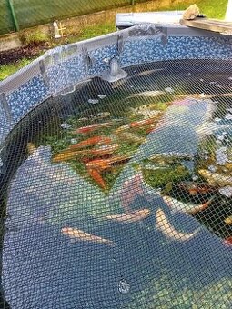 Koi kapr