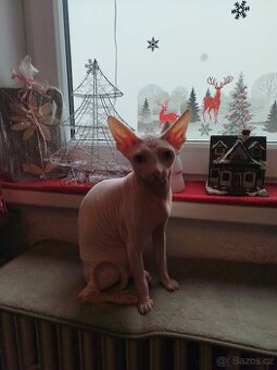 Sphynx