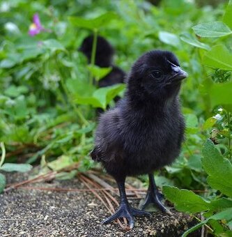 Kuřátka Ayam cemani