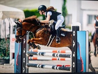 Zkušená pony B klisna - 1
