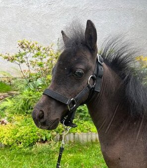 Minihorse hřebeček