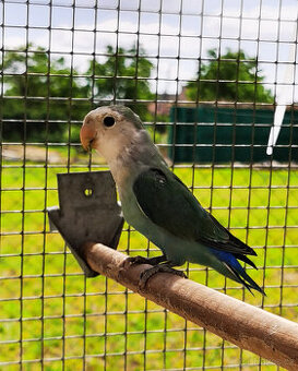 Agapornis růžohrdlý