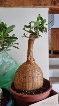 Adenium obesum