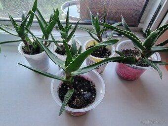 Prodám Aloe - 1
