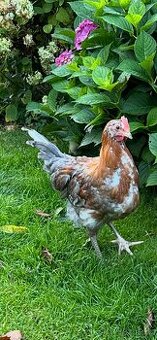 Švédská květina