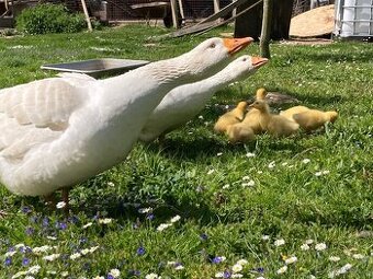 Husa česká nepříbuzný pár