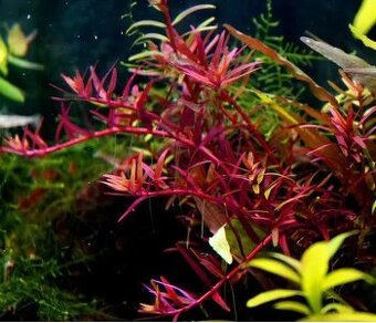 Akvarijni rostlinka - Rotala Colorata