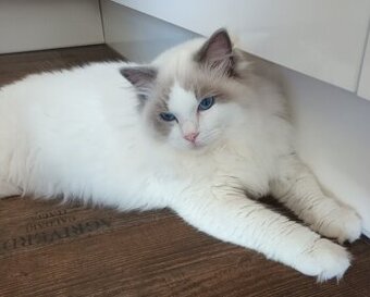 Kocourci ragdoll s PP