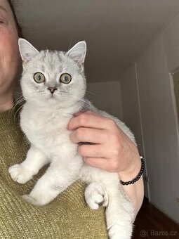 Skotsky kocourek bez PP