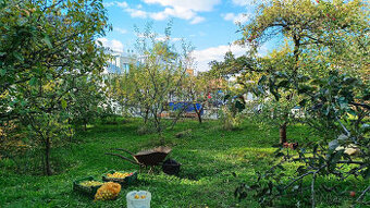 Dlouhodobý pronájem zahrady