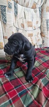 Štěňata Cane Corso x Německý ohař – k odběru od 28.1.