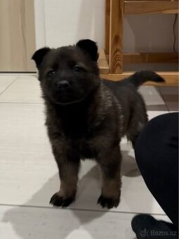 Německý ovčák v PP