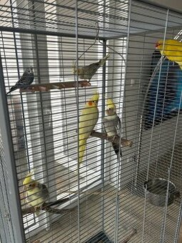 Velká klec + 6 papoušků - 1