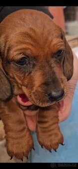 Jazvečík kratkosrstý- šteňata k odberu