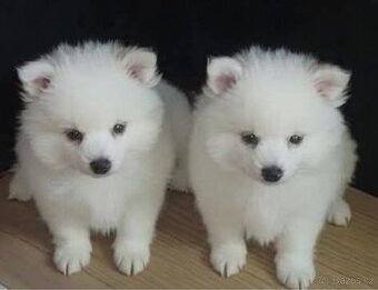 Pomeranian (Německý špic Malí)