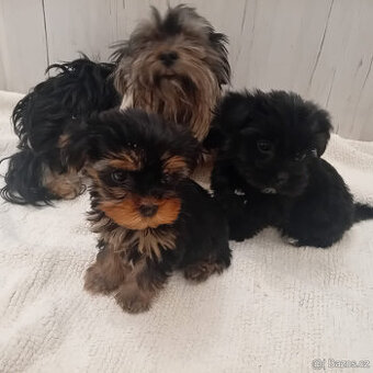 Jorkšírský teriér