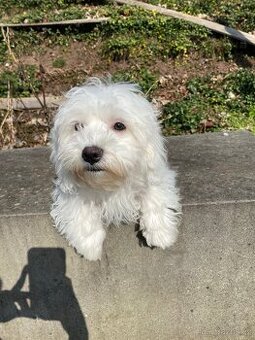 Krásný maltézský psík