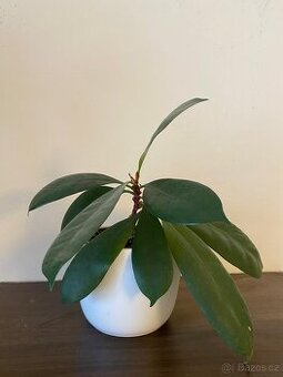 Africký fíkovník (Ficus cyathistipula) včetně obalu