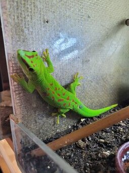 Felsuma madagaskarská