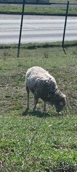 PRODEJ – roční beránek