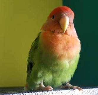 Koupím papouška Agapornis mango