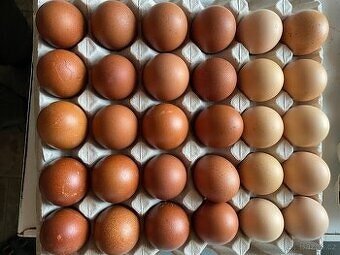 Násadová vejce-Hempšíra,Velsumka,