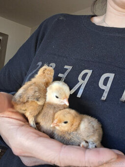 kuřátka zakrslá rousna porcelanova