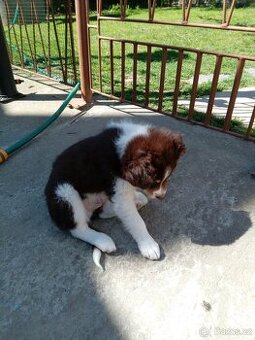 Prodám stěně Border kolie bez PP