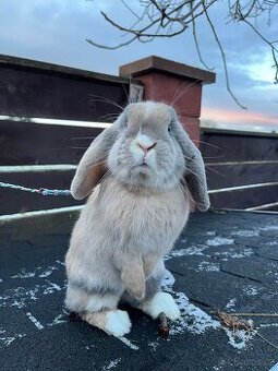 králíček Jesse