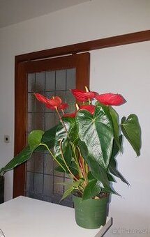 Anthurium