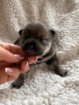 Shiba s FCI PP