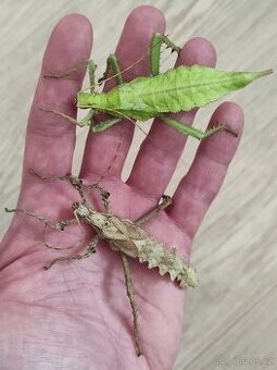 Strašilky Heteropteryx dilatata