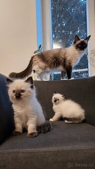 Koťátka Ragdoll