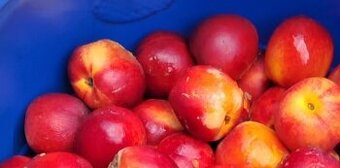 Sladké nektarinky na kvas
17 Kč